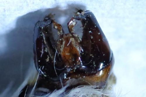 Bombus sp.