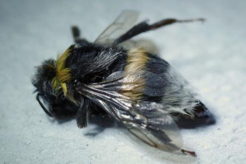 Bombus sp.