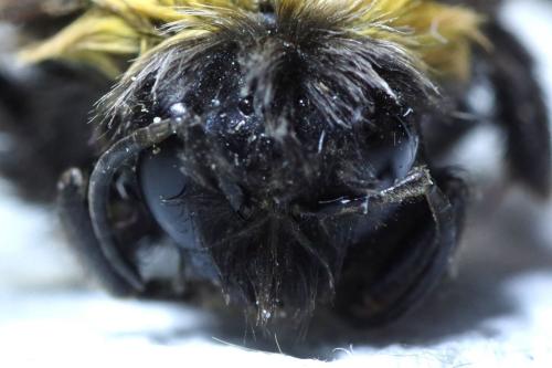 Bombus sp.