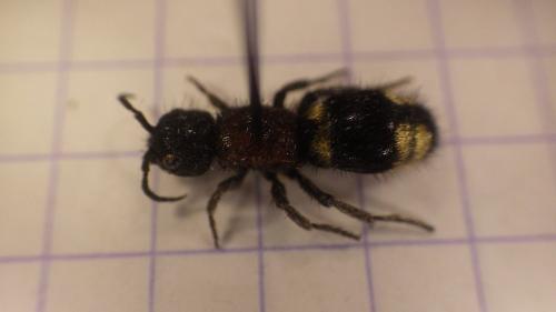 Mutilla sp.