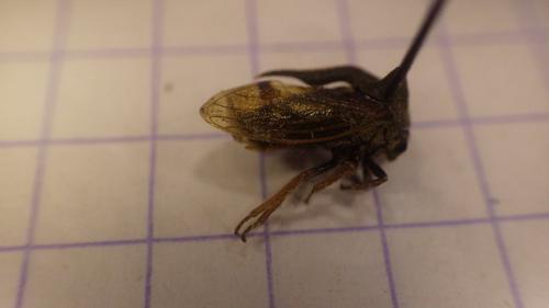 Centrotus cornutus