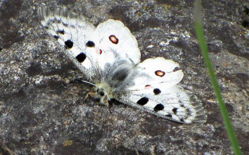 Réf. 295 706 : Parnassius apollo
