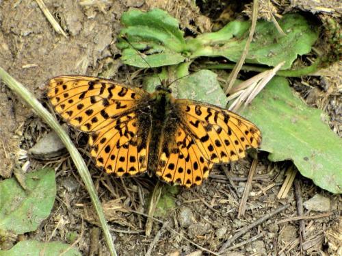 Boloria euphrosyne