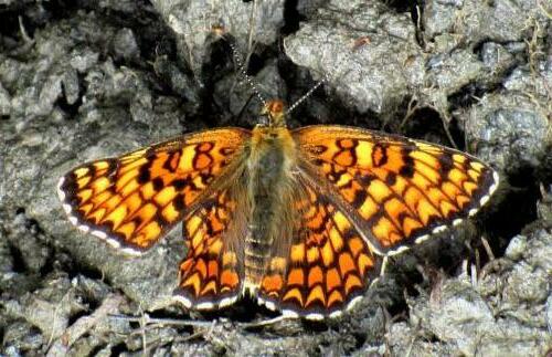 Réf. 295 957 : Melitaea phoebe
