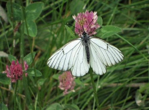 Aporia crataegi