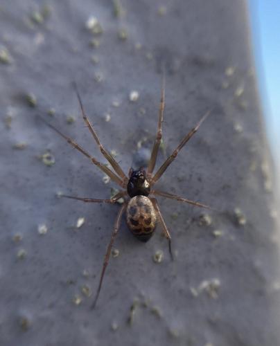 Tenuiphantes sp.] Abdomen marron clair avec grosses taches foncées ...