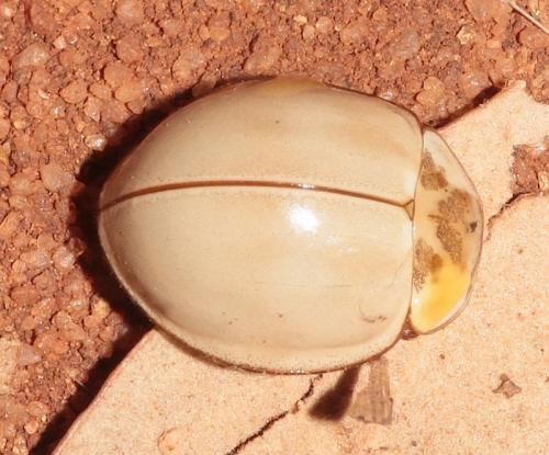 Harmonia sp.