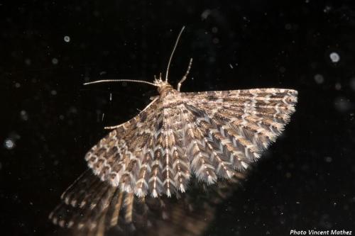 Alucita huebneri