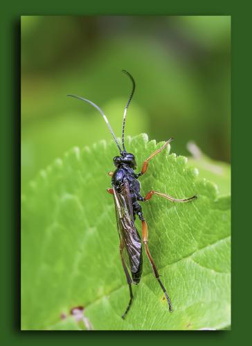 Réf. 295 266 : Eurylabus sp.