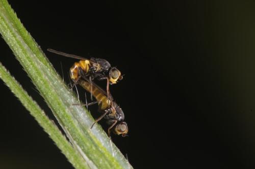 Réf. 295 598 : Dicraeus sp.