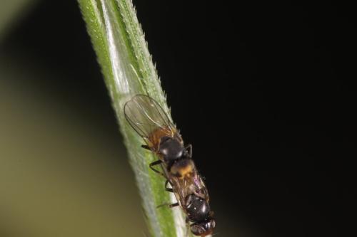 Réf. 295 599 : Dicraeus sp.