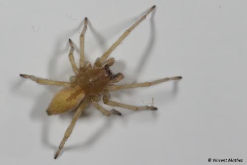 Réf. 295 590 : Cheiracanthium sp.