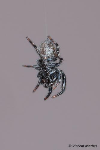 Pseudeuophrys lanigera