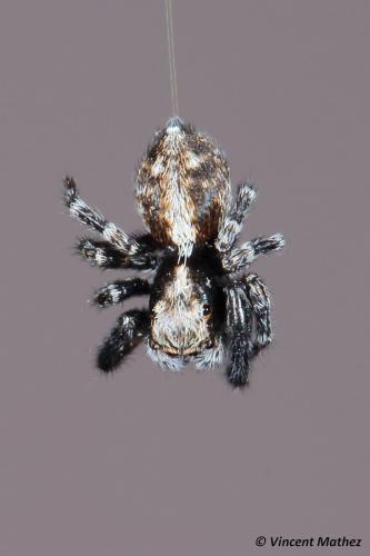 Pseudeuophrys lanigera