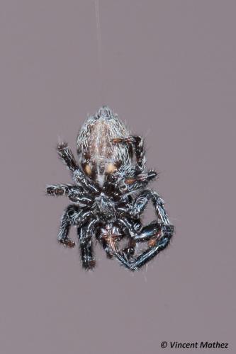 Pseudeuophrys lanigera
