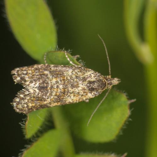 Aethes margarotana