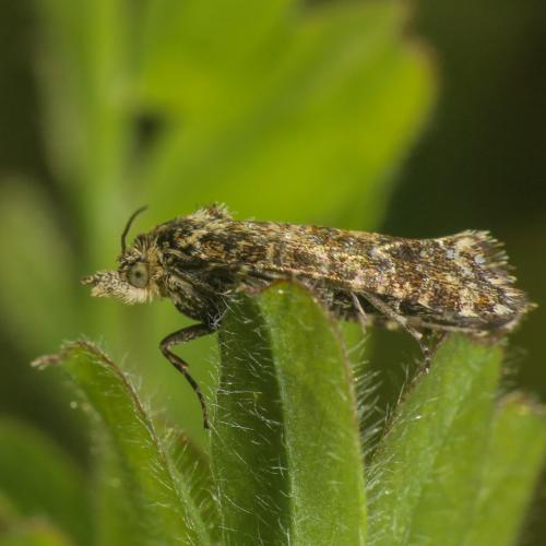 Aethes margarotana