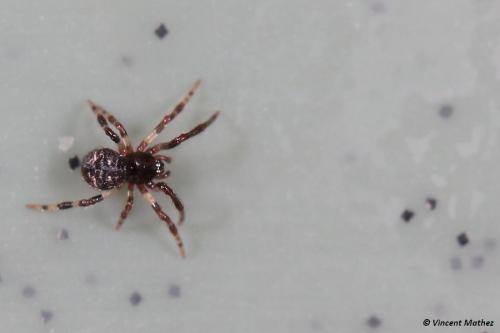 Réf. 295 813 : Parasteatoda sp.