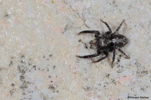 Pseudeuophrys lanigera