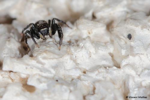 Pseudeuophrys lanigera