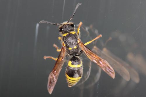 Ancistrocerus sp.