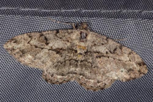Réf. 295 555 : Peribatodes rhomboidaria