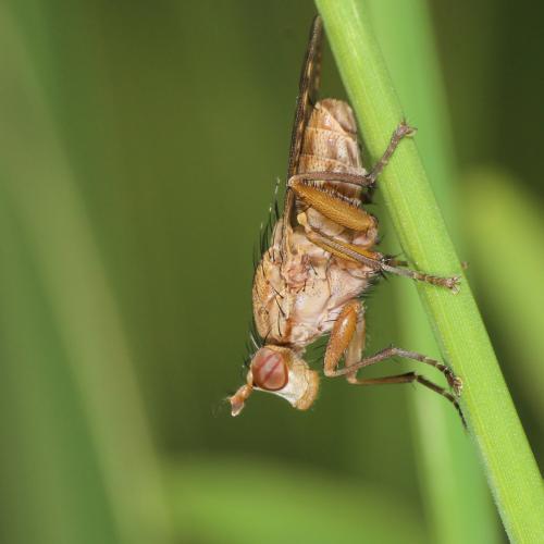 Pherbina mediterranea