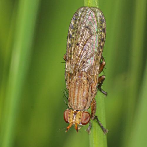 Pherbina mediterranea