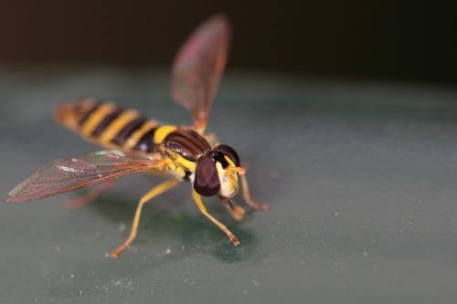 Sphaerophoria sp.