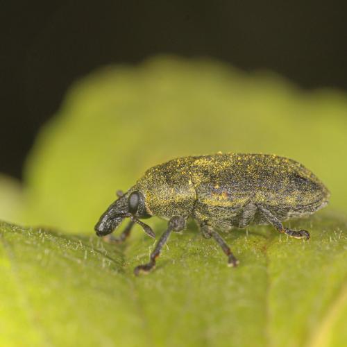 Réf. 295 101 : Larinus scolymi