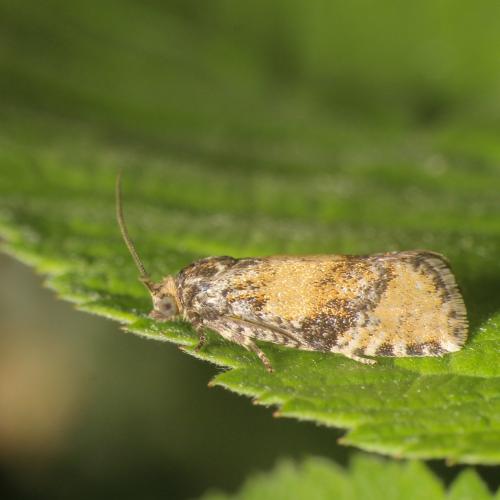 Ptycholomoides aeriferana