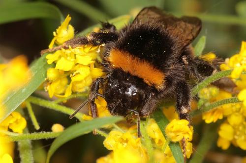 Bombus sp.