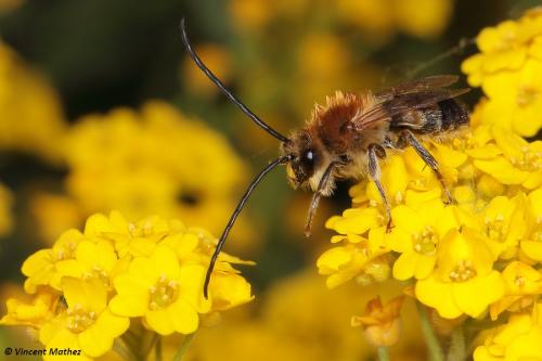 Eucera sp.