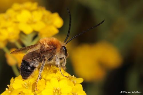 Eucera sp.