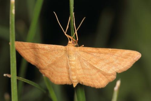 Réf. 295 560 : Idaea ochrata