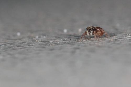 Pseudeuophrys lanigera