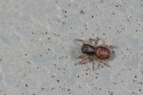 Pseudeuophrys lanigera