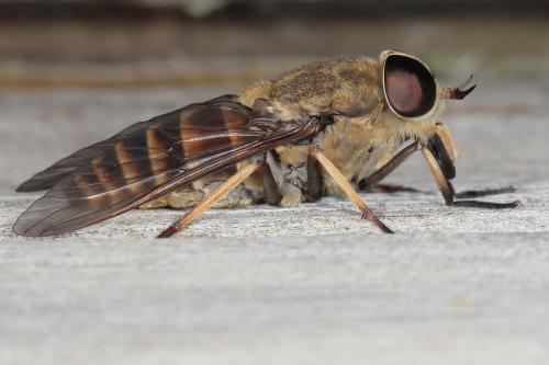 Réf. 295 348 : Tabanus sudeticus