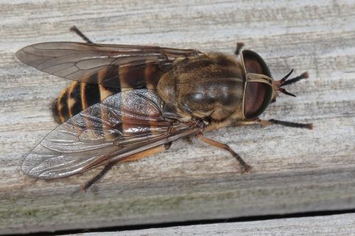 Réf. 295 347 : Tabanus sudeticus