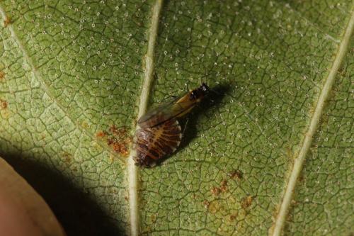 Réf. 295 130 : Crypturaphis grassii