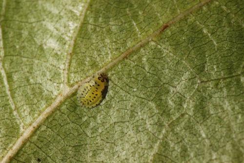 Réf. 295 129 : Crypturaphis grassii