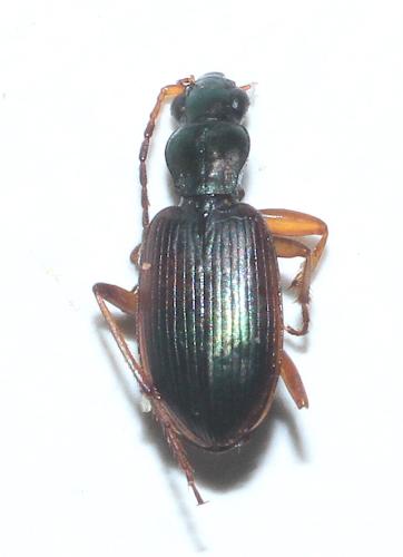 Réf. 295 897 : Paranchus albipes