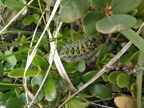 Réf. 295 332 : Saturnia pavonia