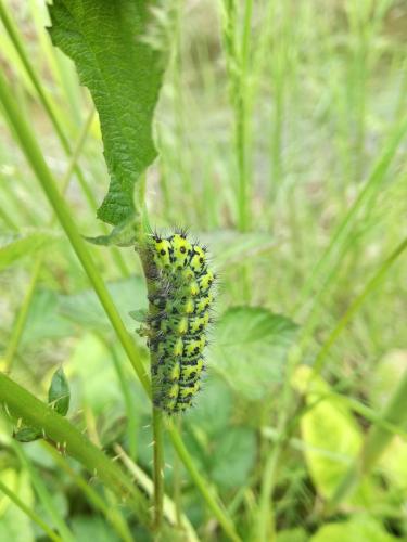 Saturnia pavonia