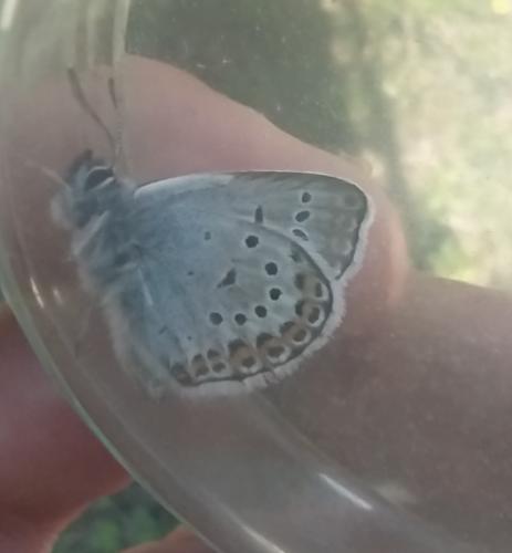 Réf. 295 932 : Plebejus argus