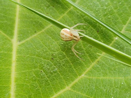Réf. 295 762 : Runcinia grammica