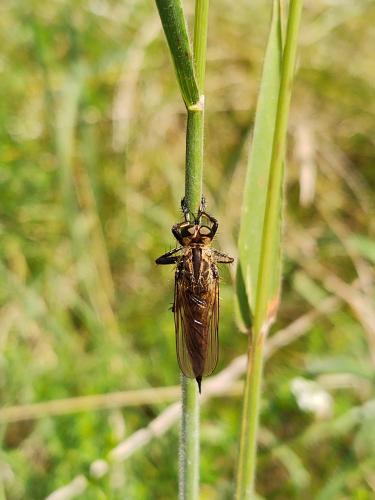 Asilinae