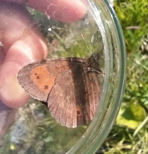 Réf. 295 837 : Erebia euryale