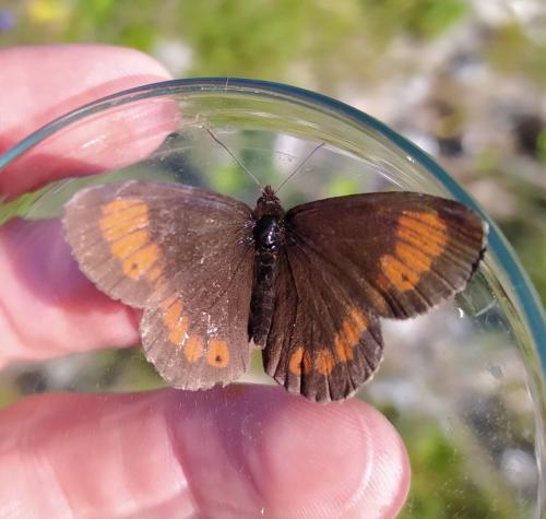 Réf. 295 836 : Erebia euryale