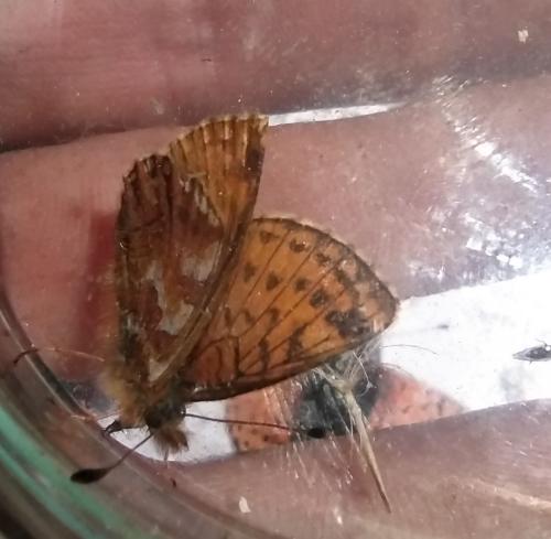 Réf. 295 900 : Boloria napaea